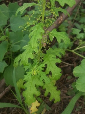 Dysphania schraderiana (Schult.) Mosyakin & Clemants: leaf