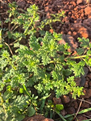 Dysphania schraderiana (Schult.) Mosyakin & Clemants: leaf