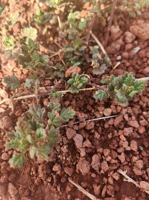 Dysphania schraderiana (Schult.) Mosyakin & Clemants: leaf