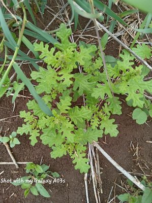 Dysphania schraderiana (Schult.) Mosyakin & Clemants: leaf