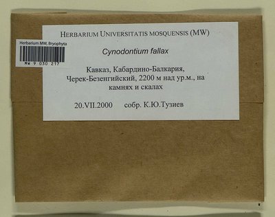 Cynodontium fallax Limpr., Moscow University Herbarium