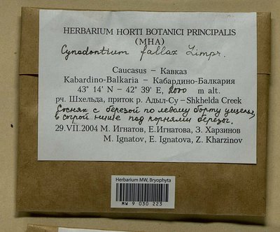 Cynodontium fallax Limpr., Moscow University Herbarium