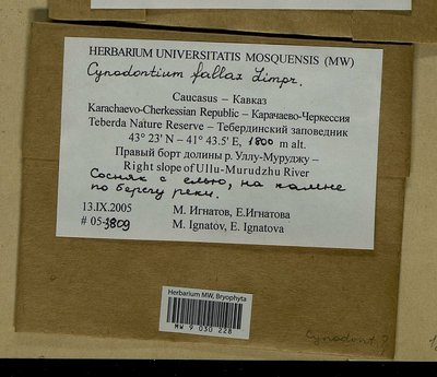 Cynodontium fallax Limpr., Moscow University Herbarium