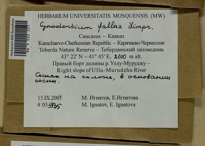 Cynodontium fallax Limpr., Moscow University Herbarium