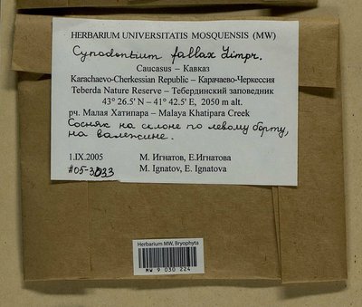 Cynodontium fallax Limpr., Moscow University Herbarium
