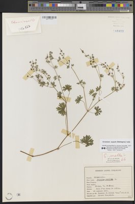 Geranium aequale (QFA0146822) à l'Herbier Louis-Marie (QFA), Université Laval, Québec, Québec, Canada