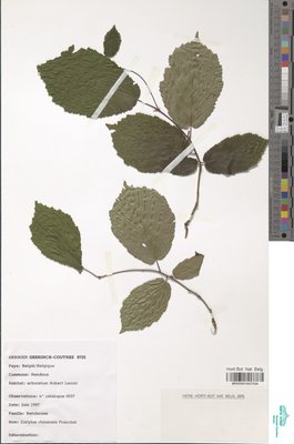 Corylus chinensis Franch.