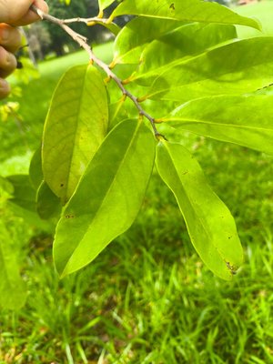 Annona montana Macfad.: leaf