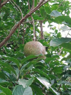 Annona montana Macfad.: fruit