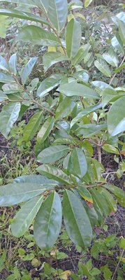 Annona montana Macfad.: leaf