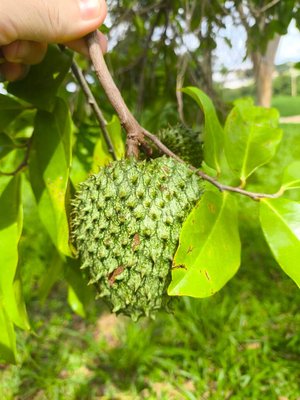 Annona montana Macfad.: fruit