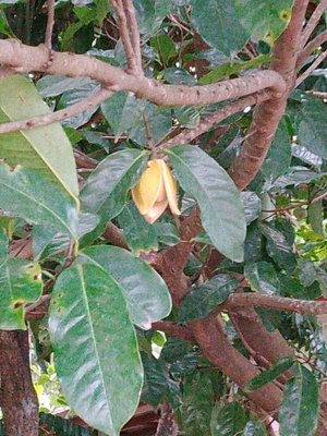 Annona montana Macfad.: flower