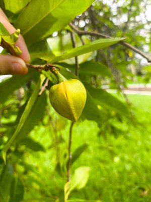 Annona montana Macfad.: flower