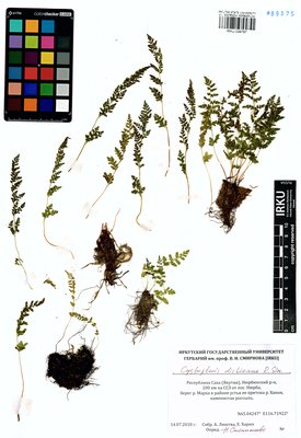 Cystopteris dickieana R. Sim (Пузырник Дайка), IRKU Herbarium