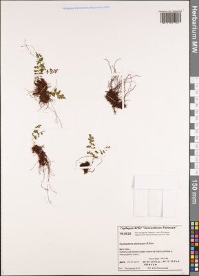 Cystopteris dickieana R. Sim (Пузырник Дайка), Moscow University Herbarium