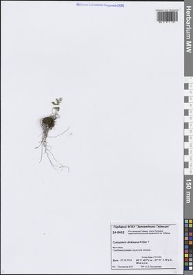 Cystopteris dickieana R.Sim (Пузырник Дайка), Moscow University Herbarium