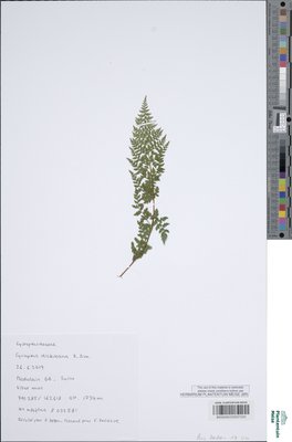 Cystopteris dickieana Sim