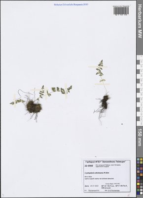 Cystopteris dickieana R. Sim (Пузырник Дайка), Moscow University Herbarium