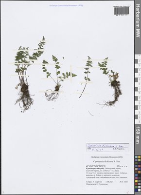 Cystopteris dickieana R. Sim (Пузырник Дайка), Moscow University Herbarium