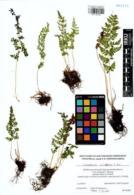 Cystopteris dickieana R. Sim (Пузырник Дайка), IRKU Herbarium