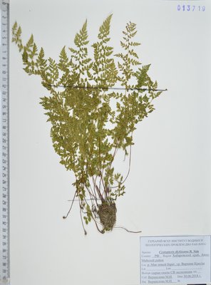 Cystopteris dickieana R.Sim (Пузырник Дайка), KHA Herbarium