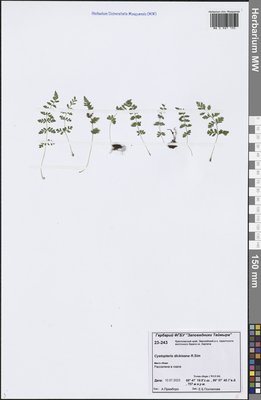 Cystopteris dickieana R. Sim (Пузырник Дайка), Moscow University Herbarium