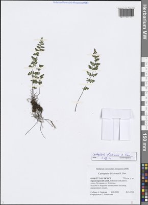 Cystopteris dickieana R. Sim (Пузырник Дайка), Moscow University Herbarium