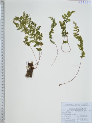 Cystopteris dickieana R.Sim (Пузырник Дайка), KHA Herbarium