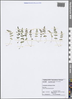 Cystopteris dickieana R. Sim (Пузырник Дайка), Moscow University Herbarium