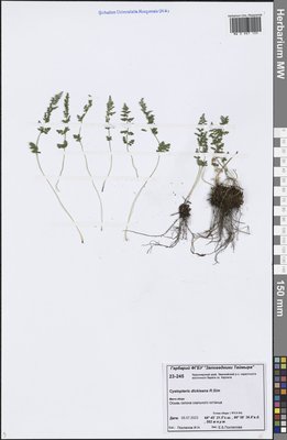 Cystopteris dickieana R. Sim (Пузырник Дайка), Moscow University Herbarium