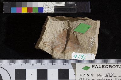USNM P 4191