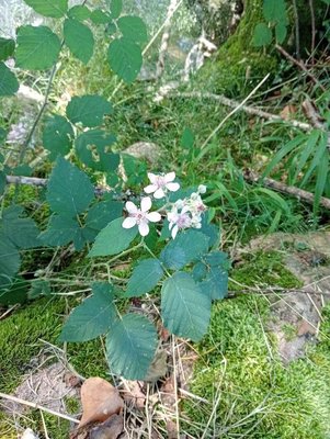 Rubus gratus Focke: flower