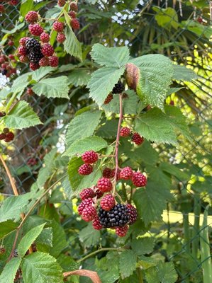 Rubus gratus Focke: fruit