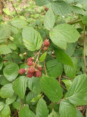 Rubus gratus Focke: fruit