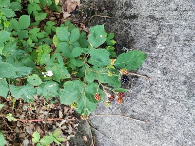 Rubus gratus Focke: fruit