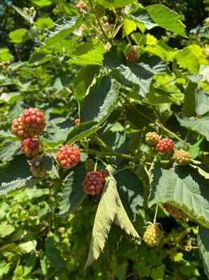 Rubus gratus Focke: fruit