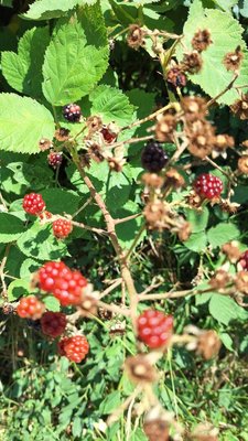 Rubus gratus Focke: fruit