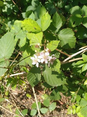Rubus gratus Focke: flower