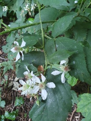 Rubus gratus Focke: flower
