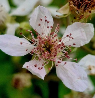 Rubus gratus Focke: flower