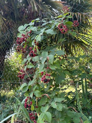 Rubus gratus Focke: habit