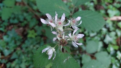 Rubus gratus Focke: flower