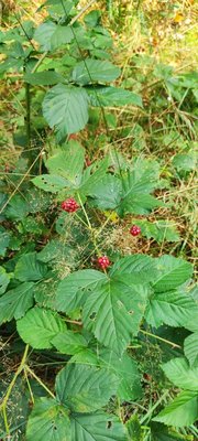 Rubus gratus Focke: fruit