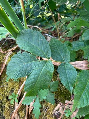 Rubus gratus Focke: leaf