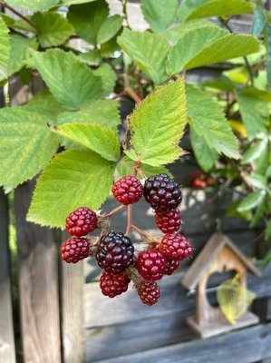 Rubus gratus Focke: fruit