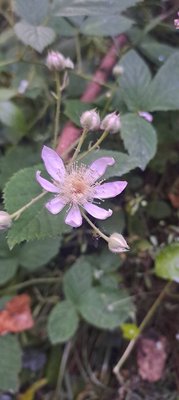 Rubus gratus Focke: flower