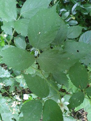 Rubus gratus Focke: leaf