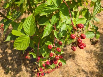 Rubus gratus Focke: fruit