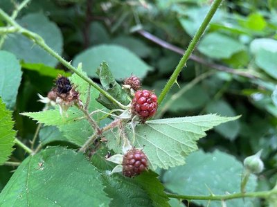 Rubus gratus Focke: fruit