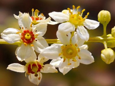 Boswellia sacra Flück.: flower